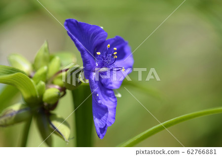 Murasakiyukusa(紫灰) Murasakiyukusa(紫灰) 62766881