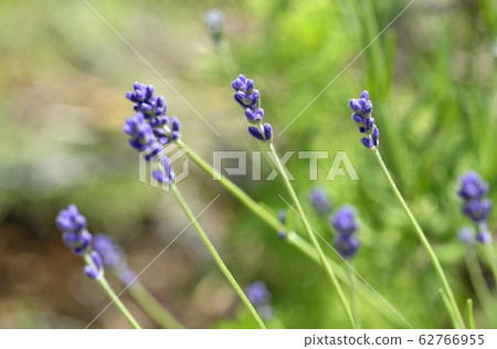 lavender lavender 62766955