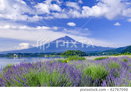 山梨縣富士河口湖大石公園的富士和薰衣草 62767098