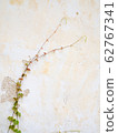 Two plants climb the old white wall. Look like cure couple lover in love abstract. 62767341
