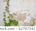 Abstract two vine plants climb the old white wall which paint is peel cracked. 62767342