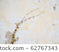 Two plants climb the old white wall. Look like cure couple lover in love abstract. Landscape view. 62767343