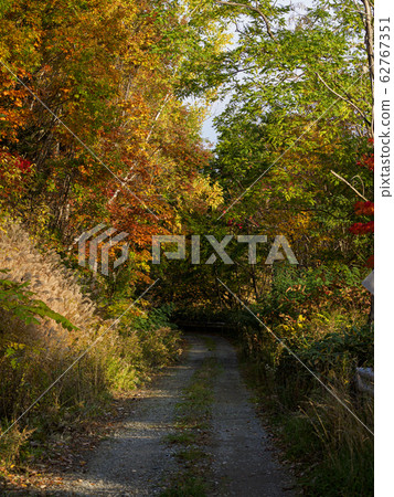 Road in the autumn forest gravel road 62767351