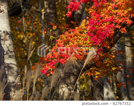 Vivid autumn leaves and pampas grass 62767352