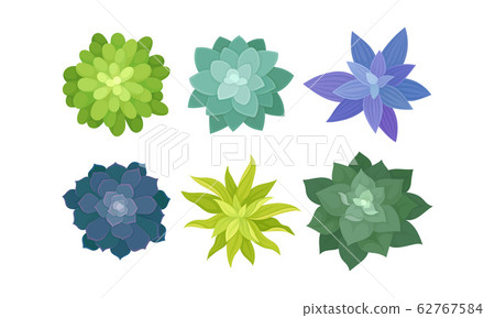 Succulent Plants Growing in Ceramic Pots View From Above Vector Set 62767584