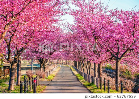 一排盛開的櫻花樹的人行道 62767659