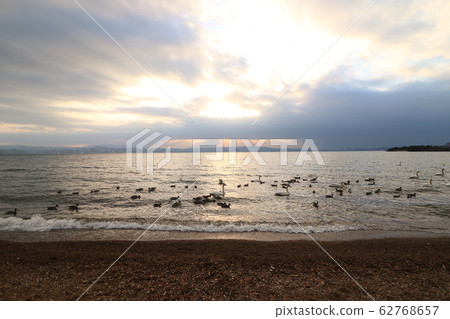 豬苗代湖在冬天和天鵝和天使階梯 豬苗代湖在冬天和天鵝和天使階梯 62768657