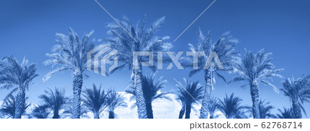 Palms with colorful pop art effect. Vintage stylized photo with light leaks. Summer palm trees over monochrome color sky. Copy space. Trendy classic blue background. Palms with colorful pop art effect. Vintage stylized photo with light leaks. Summer palm trees over monochrome color sky. Copy space. Trendy classic blue background. 62768714