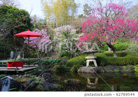 February @ 1032 Kamakura Red Plum and White Plum / Hase-dera February @ 1032 Kamakura Red Plum and White Plum / Hase-dera 62769544