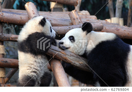 Panda mother and cub at Chengdu Panda Reserve (Chengdu Research Base of Giant Panda Breeding) in Sichuan, China. Two pandas looking at each other. Panda with cub at the Panda Reserve in Chengdu, China Panda mother and cub at Chengdu Panda Reserve (Chengdu Research Base of Giant Panda Breeding) in Sichuan, China. Two pandas looking at each other. Panda with cub at the Panda Reserve in Chengdu, China 62769804