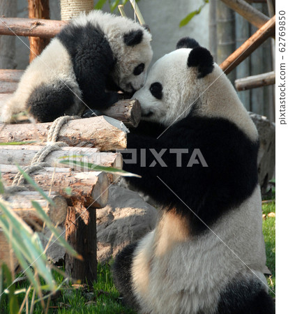 Panda mother and cub at Chengdu Panda Reserve (Chengdu Research Base of Giant Panda Breeding) in Sichuan, China. Two pandas looking at each other. Mother panda and cub, Chengdu Reserve, China 62769850