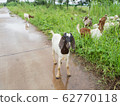 Agriculturist leave goats outdoor to eat grass after the rain. It is standing on the wet road which have the rain water and look at camera. 62770118