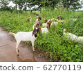 Agriculturist leave goats outdoor to eat grass after the rain. It is standing on the wet road which have the rain water and look at camera. 62770119