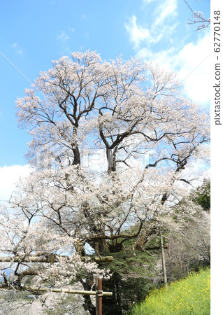 金瓜櫻桃樹和山村的壯麗景色 62770148
