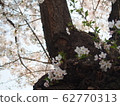 Stem and cherry tree 62770313
