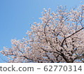 Blue sky and cherry blossoms 62770314