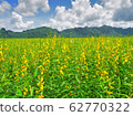 Sunhemp or Crotalaria Juncea field with mountain, sky and sunrise background view in Kanchanaburi, Thailand. 62770322