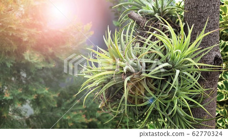 Tillandsia ionantha Planch hang on the tree in the home garden with sunshine morning. Tillandsia ionantha Planch hang on the tree in the home garden with sunshine morning. 62770324