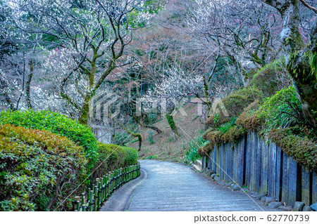 Plum blossom  62770739