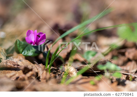 Clouse-up of spring blooms of pink cyclamens Clouse-up of spring blooms of pink cyclamens 62770841