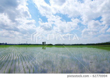 Paddy fields just finished planting rice Paddy fields just finished planting rice 62770994