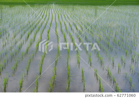 Paddy field just after planting rice Paddy field just after planting rice 62771060