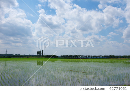 Paddy field Paddy field 62771061