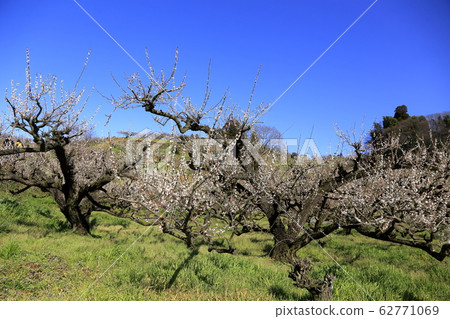 Fukuoka Prefecture Yame City Ume Festival, Fukuoka Prefecture Yame City Ume Festival, 62771069