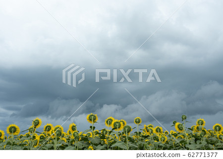 Sunflower field and black clouds Sunflower field and black clouds 62771377