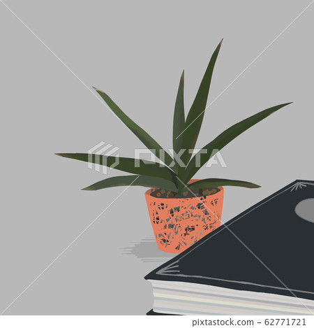 Sansevieria Robbstarite室內植物 62771721