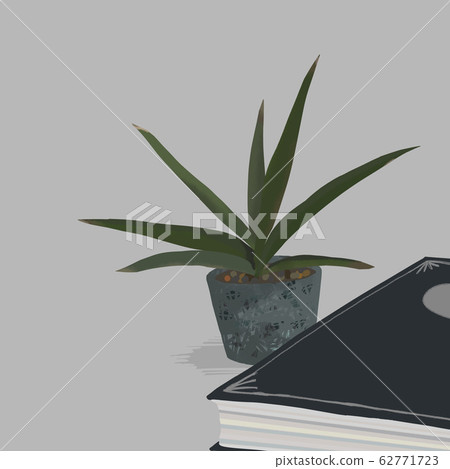 Sansevieria Robbstarite houseplants Sansevieria Robbstarite houseplants 62771723