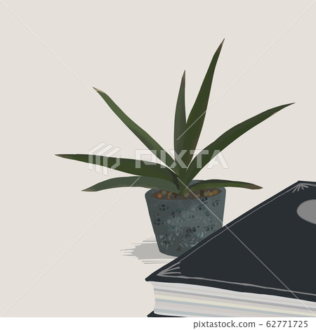 Sansevieria Robbstarite室內植物 62771725