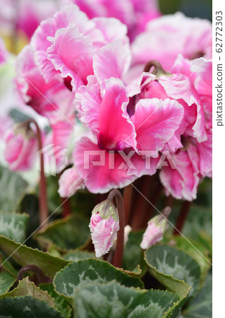Persian cyclamen Cabrilla 62772303