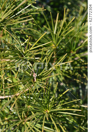 Japanese umbrella pine 62772304