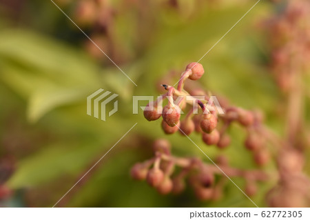 Japanese pieris Sarabande Japanese pieris Sarabande 62772305
