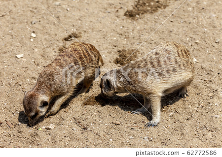 Zoo visit Zoo visit 62772586