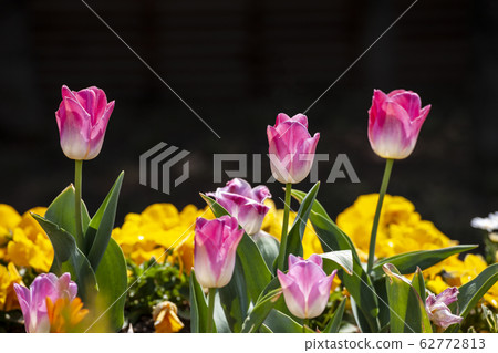 鬱金香 鬱金香 62772813