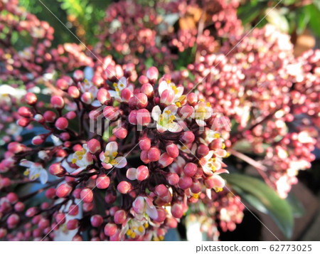 Skimier Verbella Skimier Verbella 62773025