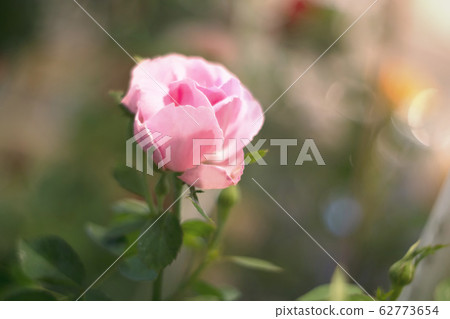 Pink rose over green background Pink rose over green background 62773654