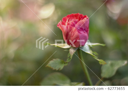 Red rose over green background Red rose over green background 62773655