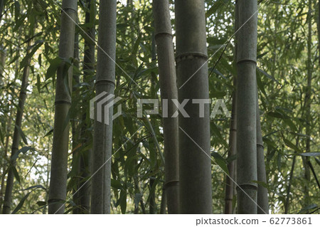 tree 62773861
