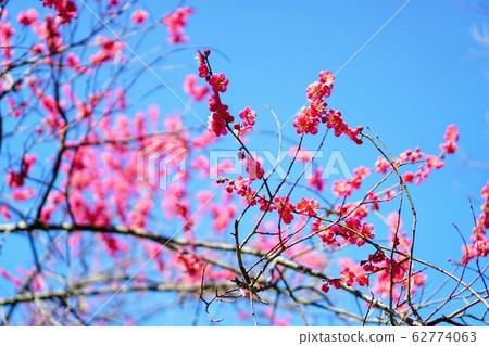 Blue sky and plum blossoms 62774063