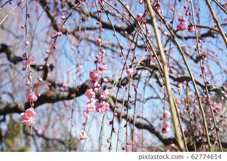 Weeping plum blossoms 62774614