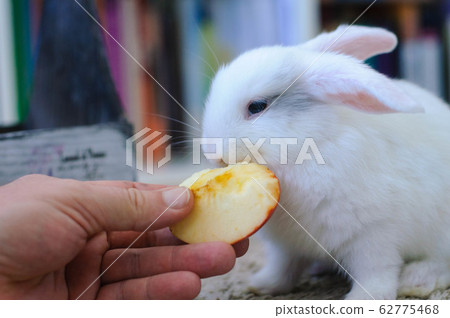 White homemade long-haired rabbit eats apple with White homemade long-haired rabbit eats apple with 62775468