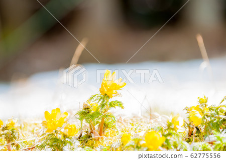 Come, spring! Fukujuso of thaw 62775556