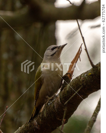 Grey-headed or grey-faced woodpecker female Picus Grey-headed or grey-faced woodpecker female Picus 62775784