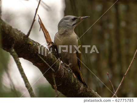 Grey-headed or grey-faced woodpecker female Picus Grey-headed or grey-faced woodpecker female Picus 62775785
