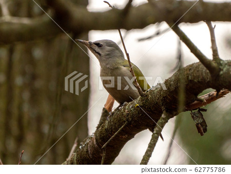 Grey-headed or grey-faced woodpecker female Picus Grey-headed or grey-faced woodpecker female Picus 62775786