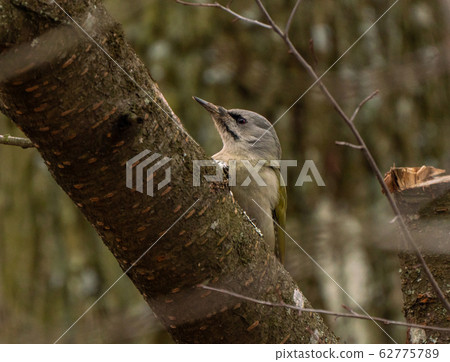 Grey-headed or grey-faced woodpecker female Picus 62775789