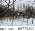 ice flower 62775800